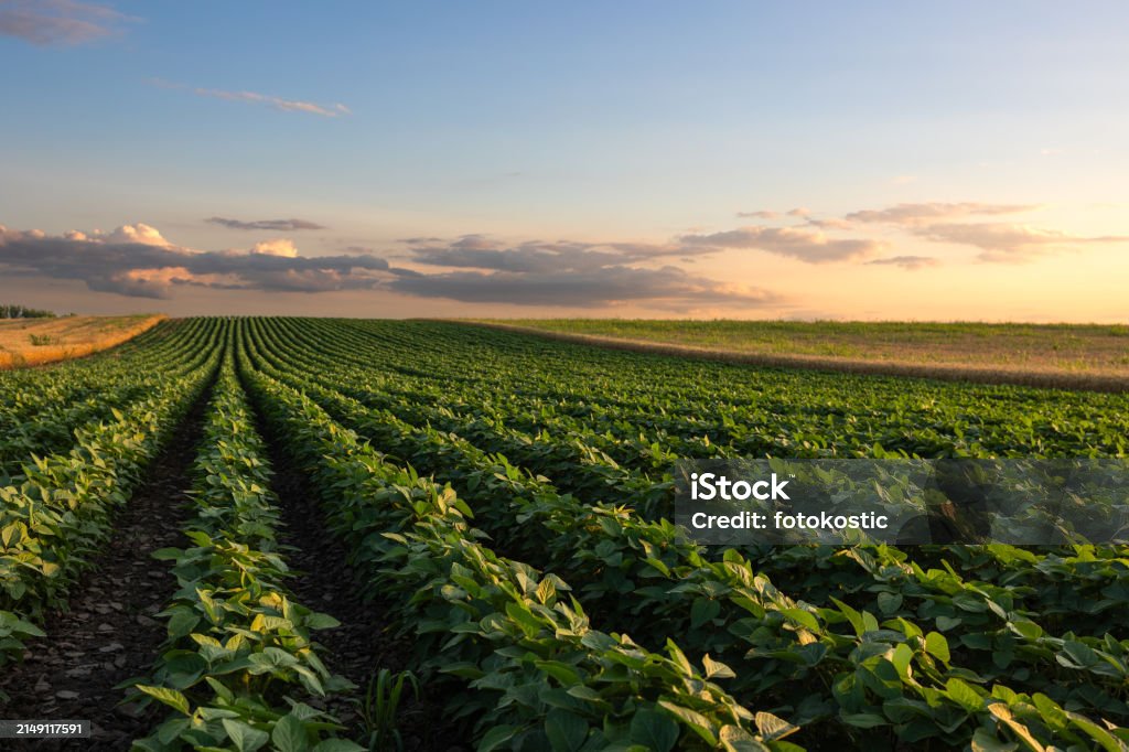 Open Ranch Fields Open Soybean Field At Sunset Stock Photo - Download Image Now ...