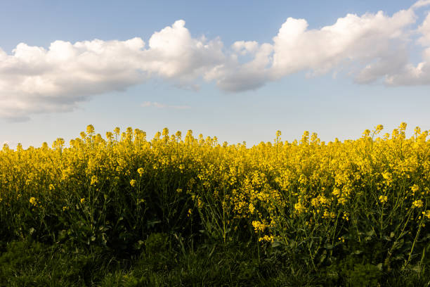 istock Yellow rapeseed field at the sunset. 2149118046