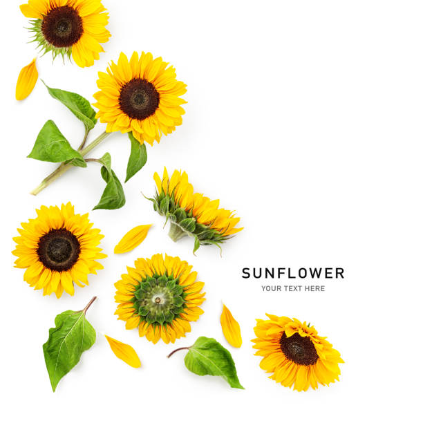 Sunflower flower, leaf and petals composition isolated on white background