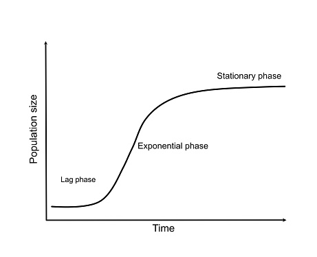 The Growth curves are used to show the relationship between population size and the period of population growth which consists of a lag, Exponential or log, and stationary phase.