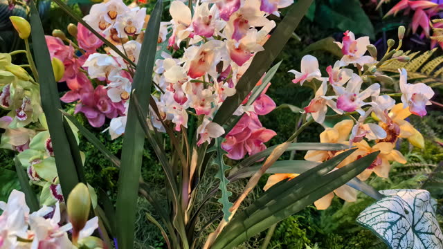 Close up of a piece of garden with various colorful orchids.