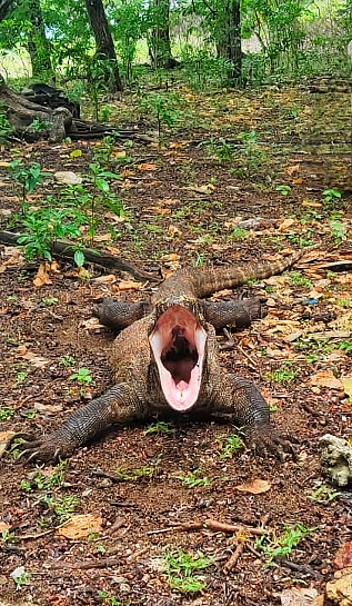 Komodo island, Indonesia - Mar 15, 2024: Natural giant lizard dragon known as Komodo animal with its mouth open and walking during day time in its natural habitat