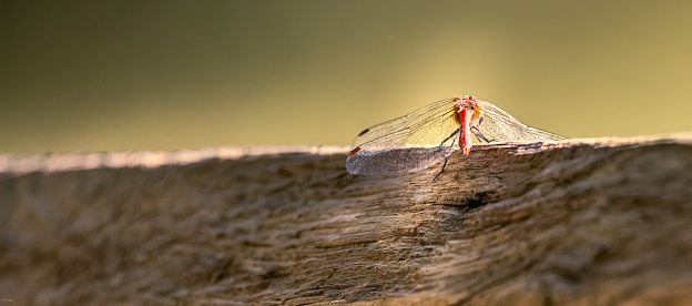 Close-Up Of Dragonfly On Wood