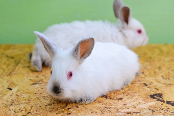 istock White baby rabbit on a wooden board. Two baby rabbits. 2149121244
