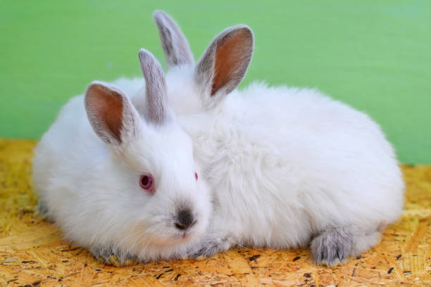 istock White baby rabbit on a wooden board. Two baby rabbits. 2149121247