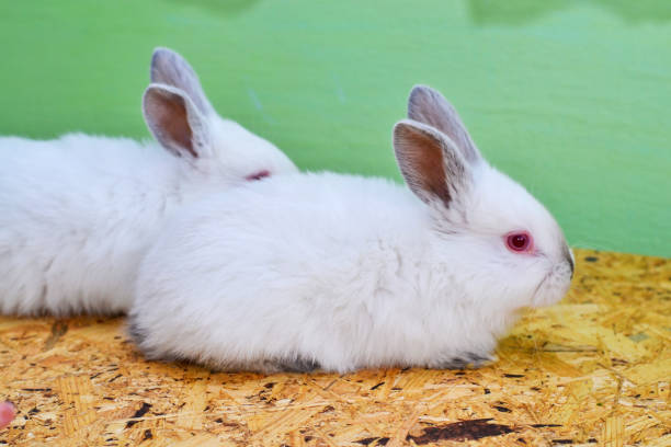 istock White baby rabbit on a wooden board. Two baby rabbits. 2149121259