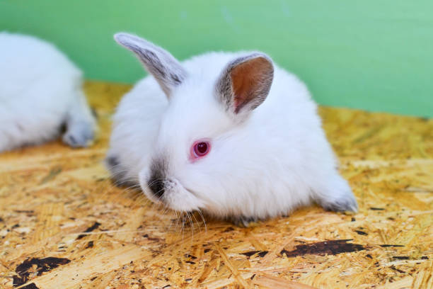 istock White baby rabbit on a wooden board. 2149121264