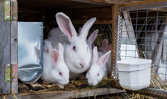 The family of rabbits on the farm. Mother Rabbit with small rabbits. Little bunnies with their mum in a hutch.