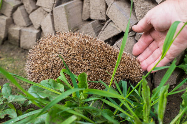 Hedgehog near house. Close-up. Human hand.