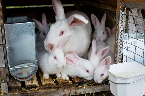 The family of rabbits on the farm. Mother Rabbit with small rabbits. Little bunnies with their mum in a hutch.