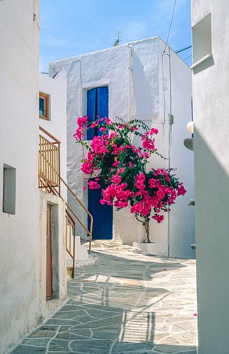 A BOUGAINVILLEA in full bloom in a narrow, clean alleyway in Fira, a tourist stronghold on the Greek island of San Turin