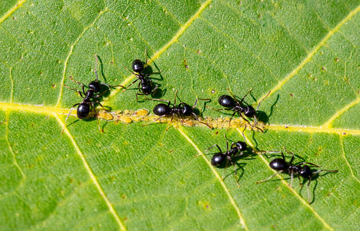 Aphid ants on a green leaf of a tree. Macro.
