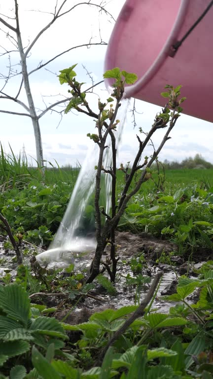A young currant bush is watered. Gardening. Garden care. Vertical video