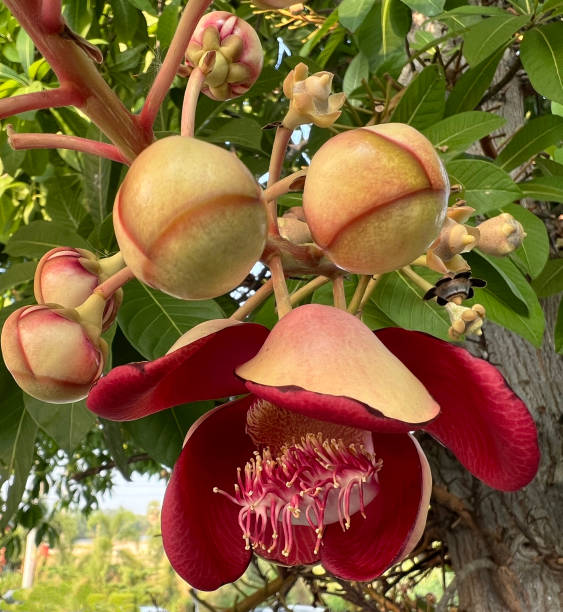istock Admire the Majestic Cannonball Tree in Thai Garden. 2149123347