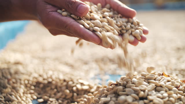 hand prepare and check raw coffee bean