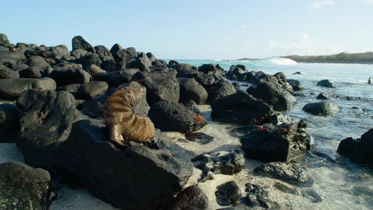 Cute Galapagos Sea Lion of scenic beaches of the islands.
