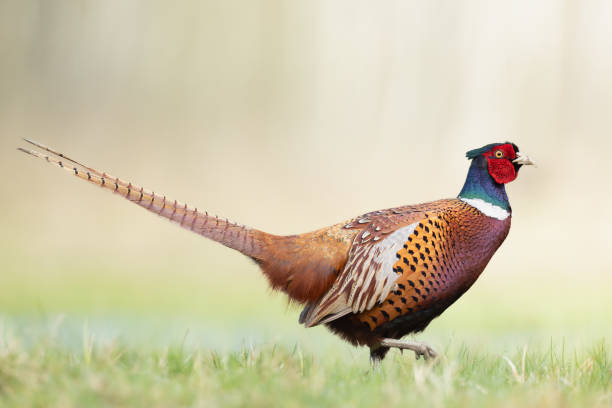 istock Bird - Common pheasant Phasianus colchius Ring-necked pheasant in natural habitat wildlife Poland Europe 2149124940