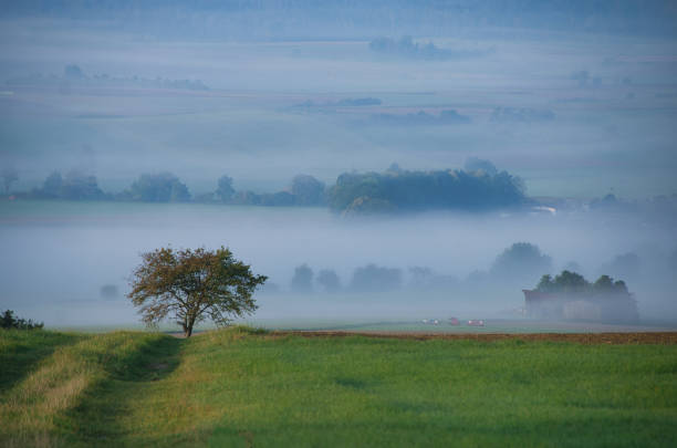 Willow trees on the floodplains of the IJssel river in Gelderland during a foggy autumn morning with fain sunlight on the horizon. The mist gives the meadows a magical atmosphere with the leaves just about to change color during this early fall day near the Kloosterbos in Gelderland