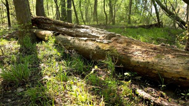istock Nature landscape with trees, marshland by river during spring with sunshine in South Carolina low county 2149125774