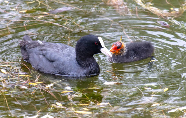 istock Duck with ducklings swim in the pond. Close-up 2149126031