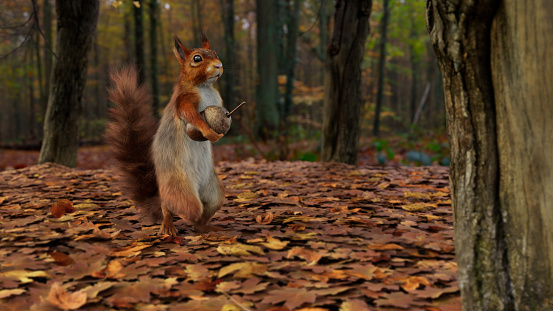 Red squirrel walking on fallen leaves holding an acorn