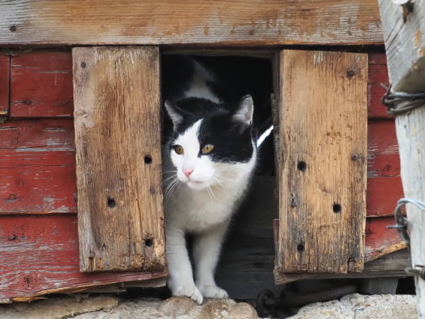 istock kitty cat close up, looking out of old barn 2149126339