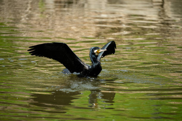 istock A cormorant bathing in the river water 2149126673