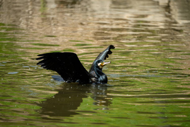 istock A cormorant bathing in the river water 2149126707