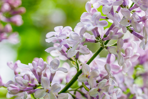 Blooming lilac close-up. Light purple spring flowers. Flowering shrub Syringa