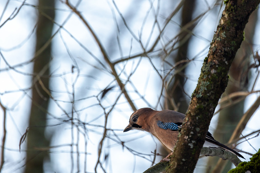 Colorful bird is on the branch in winter forest. The Eurasian jay is a species of passerine bird in the crow family Corvidae. Garrulus glandarius