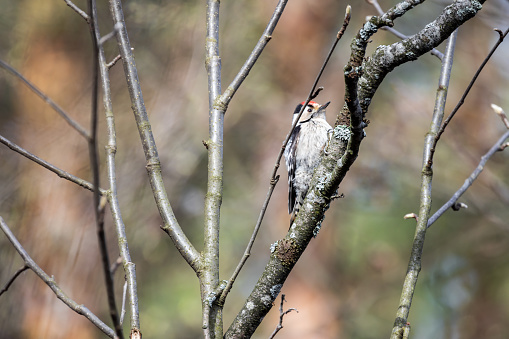 Lesser spotted woodpecker is a member of the woodpecker family Picidae. Dryobates minor