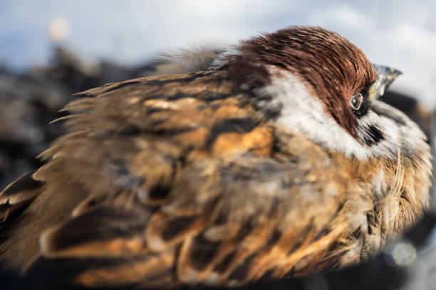 A ruffled true sparrow slumbers in the rays of winter sun, close-up natural outdoor photo