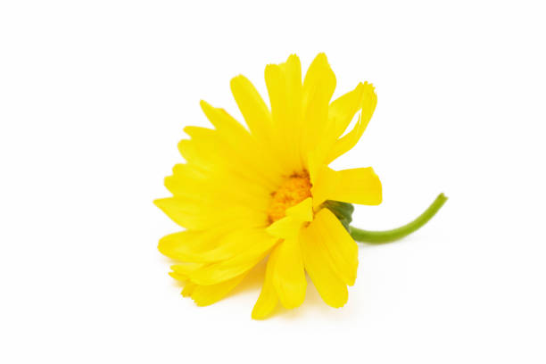 Marigold - Calendula officinalis. One calendula flower isolated on white background.