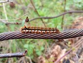 A beautiful long caterpillar on a background of grass on a thick metal rusty cable. The topic of insects and small animals.