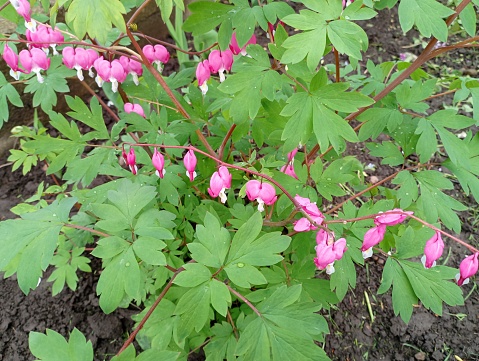 Heart of Mary (Dicentra spectabilis), also called Heart of Jeannette, is a bulbous perennial with orange-red stems. Background from plants and flowers.