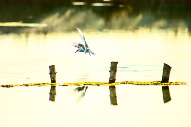 Bird watching. Bird photography. Regional Park of Las Salinas y Arenales of San Pedro del Pinatar  (R6MJ+4X San Pedro del Pinatar) Spain