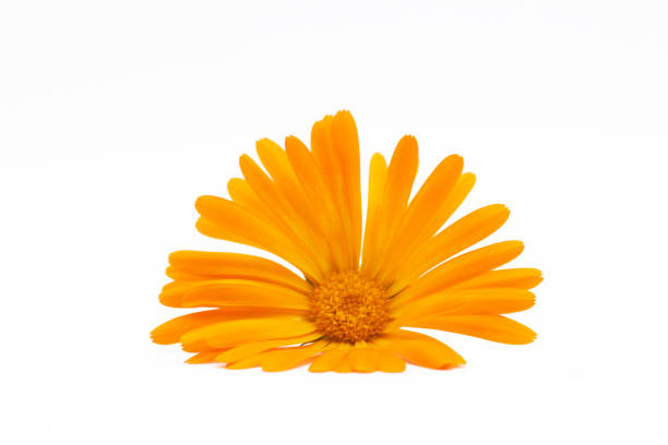 Marigold - Calendula officinalis. One calendula flower isolated on white background.