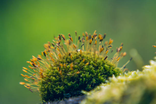 moss growing on the forest floor in a coniferous deciduous forest in spring and summer on a beautiful sunny day in a clearing, nature coming to life after winter on a macro scale