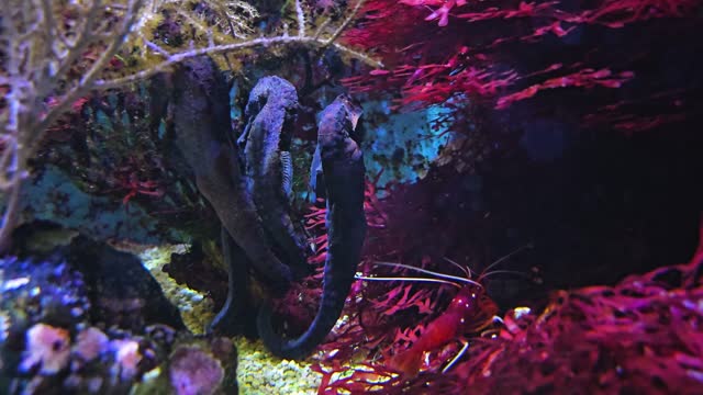 Close up view of seahorses resting