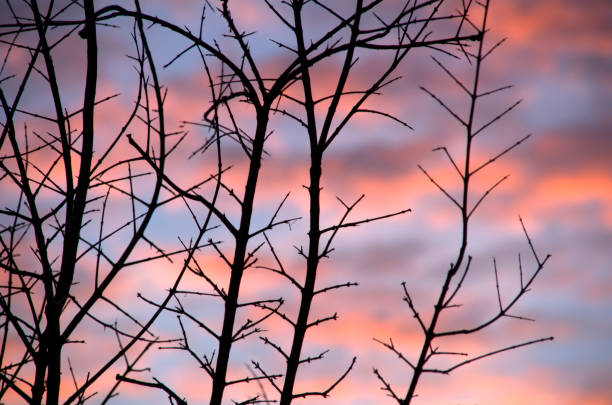 view of dry branches against the sky with clouds at sunset