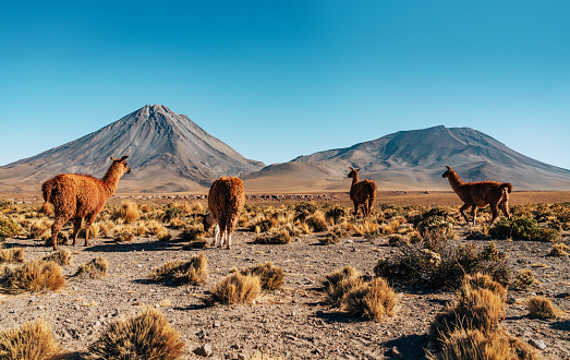 A tranquil scene of llamas grazing with the majestic backdrop of a volcanic cone in the Atacama Desert, Chile, under a clear blue sky.