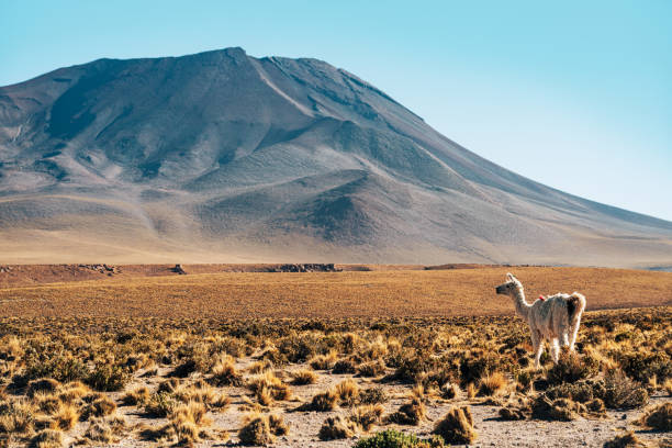 istock Majestic Volcanic Cone and Llama in Atacama Desert, Chile 2149129718