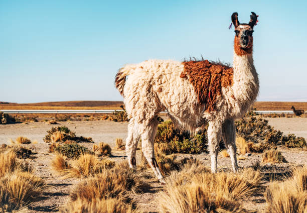 A majestic llama stands peacefully in the Atacama Desert with a volcanic cone rising in the distance under a clear blue sky in Chile.