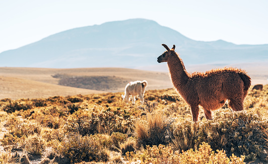A scenic view of llamas grazing calmly with the majestic volcanic cone of the Atacama Desert in the background under a clear blue sky.