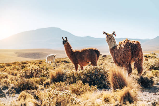 A serene scene in the Atacama Desert with llamas grazing under the clear blue sky, backed by a majestic volcanic cone. Captures the tranquility and vastness of Chile's landscape.