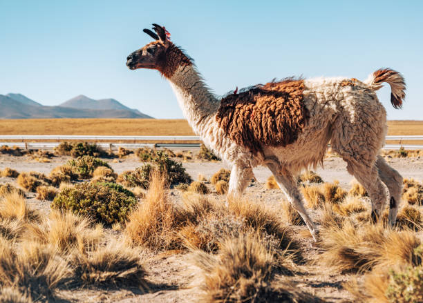 istock Llama Wanders in Atacama Desert with Majestic Volcanic Backdrop 2149129862