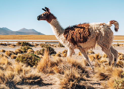 A scenic image capturing a llama grazing peacefully in the Atacama Desert, Chile, featuring an impressive volcanic cone in the background under a clear blue sky.