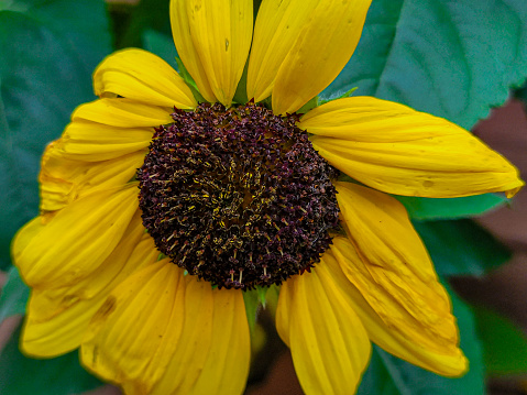 Sunflower bloom in summer garden