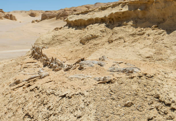 Landscape scenic view of desolate barren western desert in Egypt with geological mountain sandstone rock formations and fossilised whale skeleton