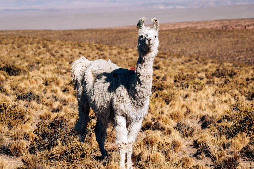 A serene llama stands in the Atacama Desert, Chile, with a majestic volcanic cone visible in the distance